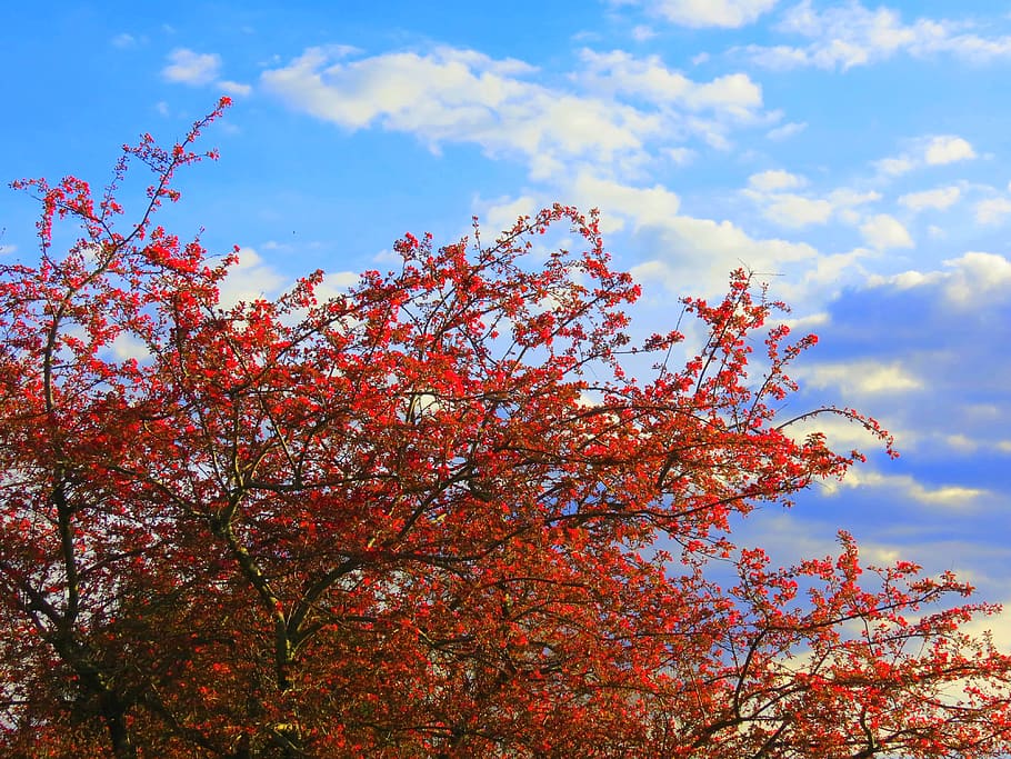red cherry tree, spring, red tree, nature, sky, plant, growth HD wallpaper