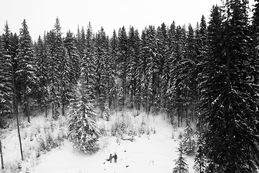 winter, snow, trees, forest, nature, outdoors, cold temperature HD wallpaper