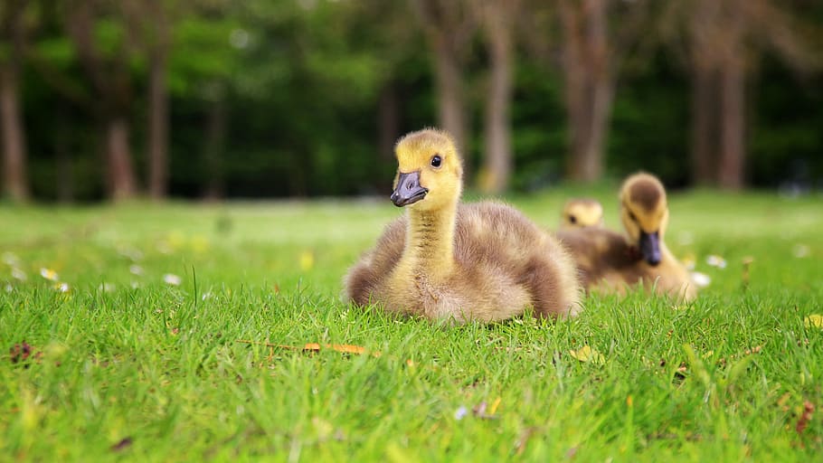 brown duck sitting on green grass, young duck, bird, animal, nature, HD wallpaper