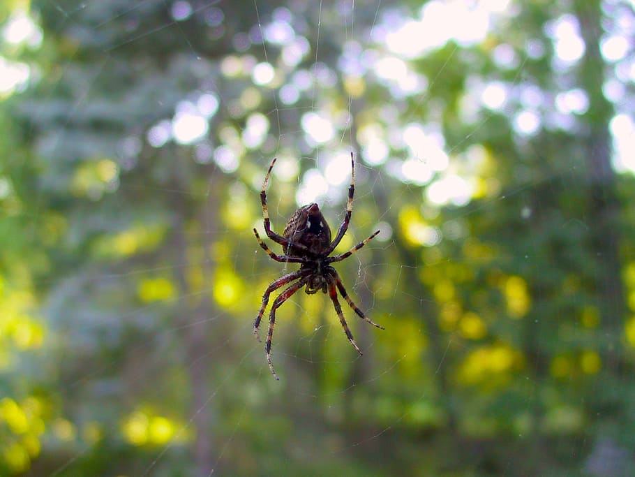 spider, window, web, spiderweb, underside, arachnid, arachnophobia HD wallpaper