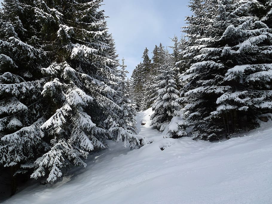 winter, forest, trees, cold, wintry, backcountry skiiing, winter forest HD wallpaper