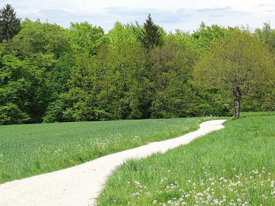 Forest meadows. Зеленый луг фото. Бордюр трава фото вдалеке. Meadow.