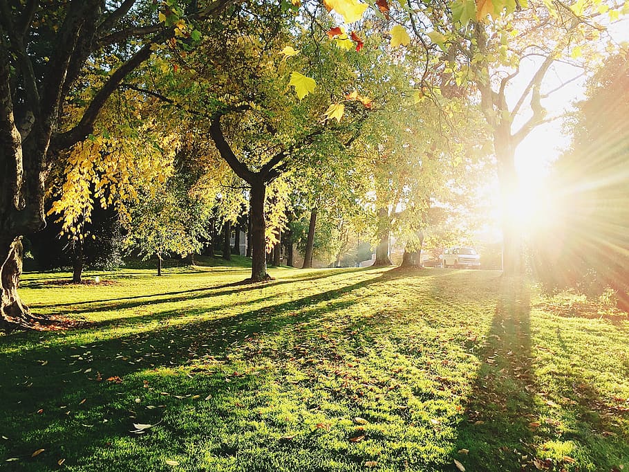 green leaf trees, meadow, sunshine, shadows, plantation, grass HD wallpaper