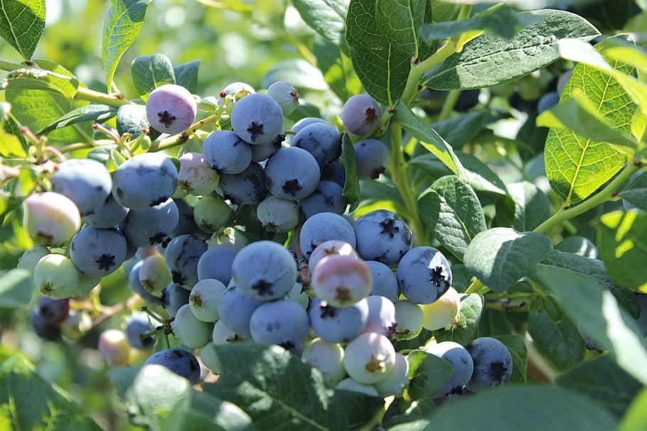 Blueberry, Fruit, Summer, nature, leaf, green Color, agriculture HD wallpaper