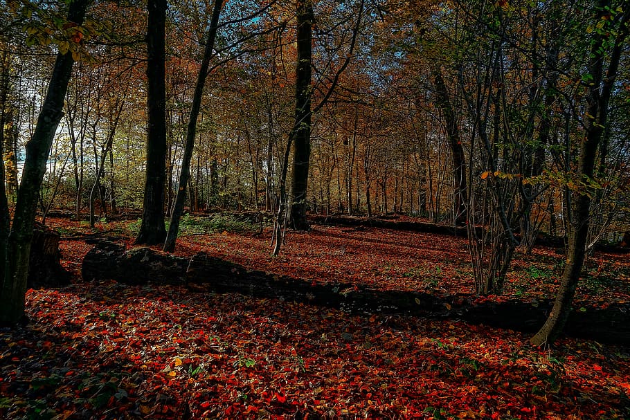 brown trees with dried leaves on ground during daytime, red leafed trees HD wallpaper