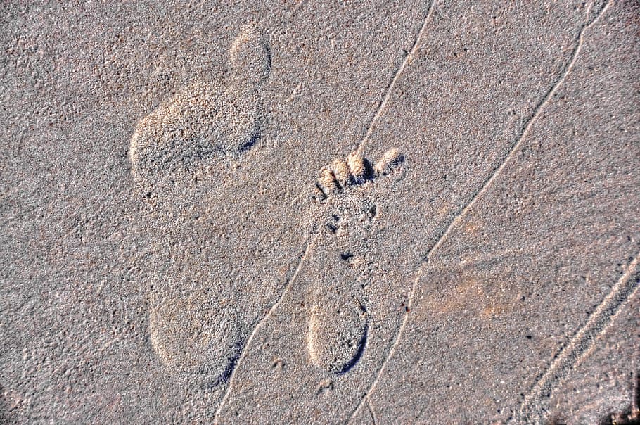 Foot, Step, Sand, Sea, foot step, animal track, animal wildlife HD wallpaper