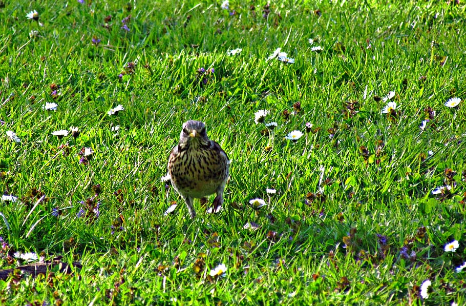 PARK  Spring Bird