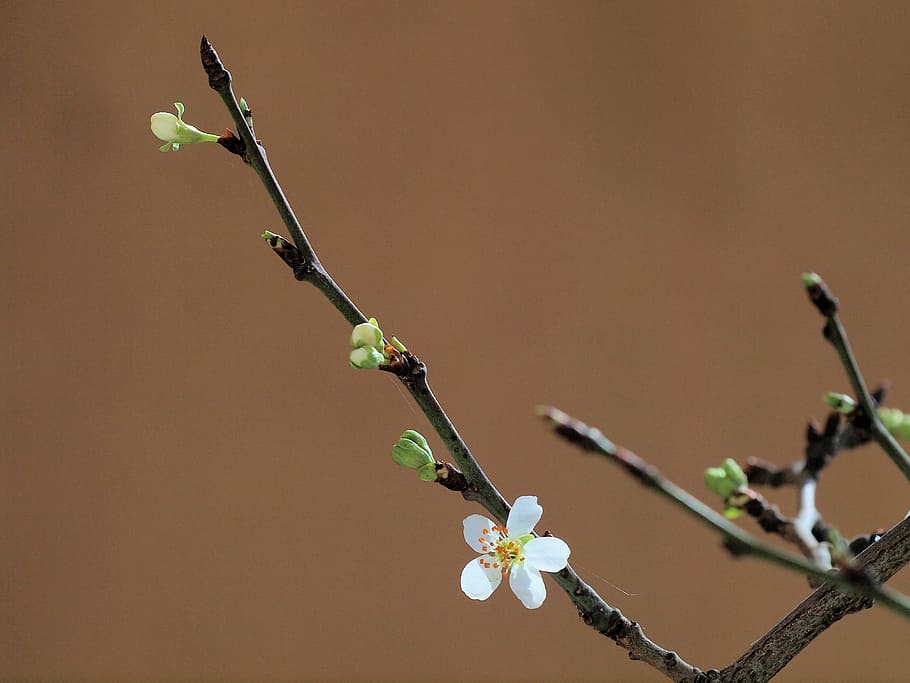 Tree, Spring, Flower, flowers, plant, no people, twig, close-up HD wallpaper