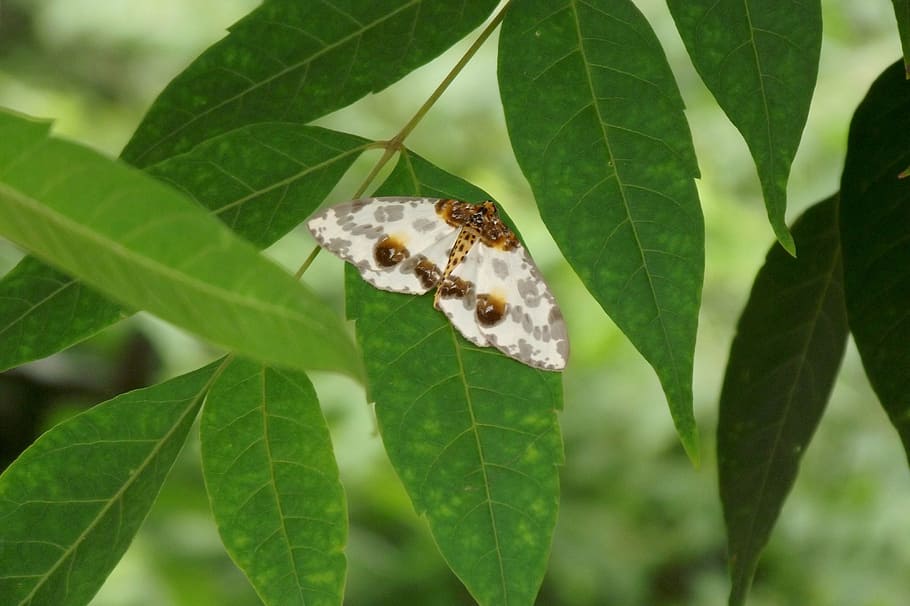 plant, moths, insect, leaf, plant part, animal themes, one animal HD wallpaper