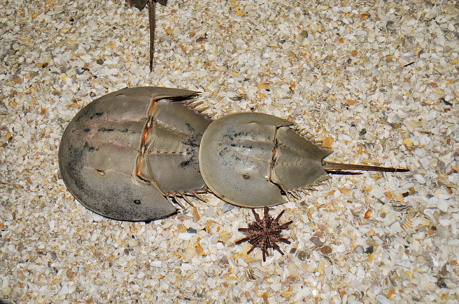 horseshoe crab, the moluccas crab, sand, sea, beach, marine arthropods, HD wallpaper