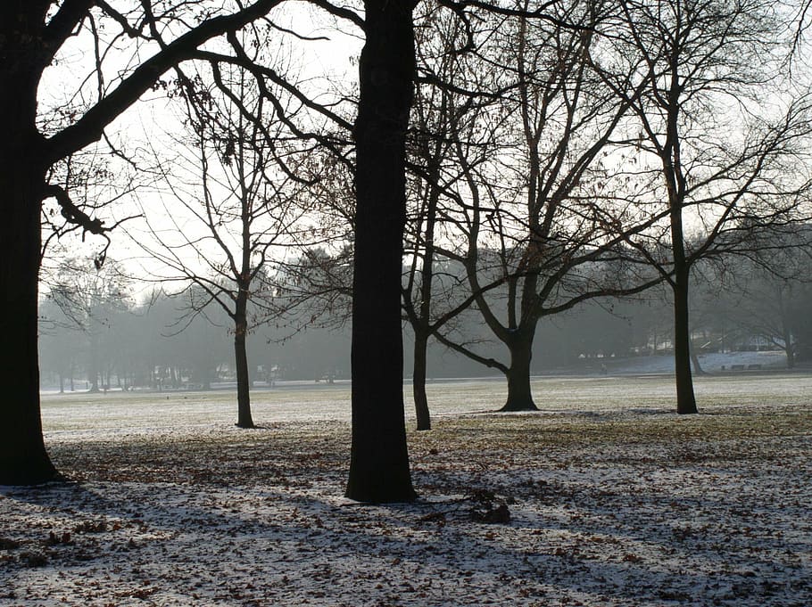 trees, winter, mood, cold, wintry, snow magic, winter dream HD wallpaper