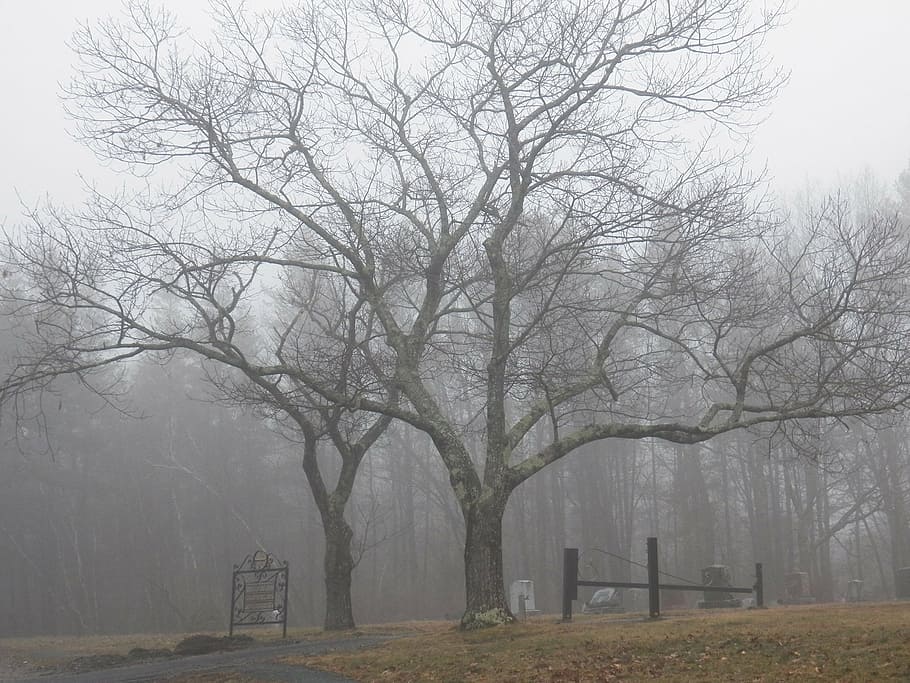 brown bare tree photo during daytime, grave, graveyard, graves