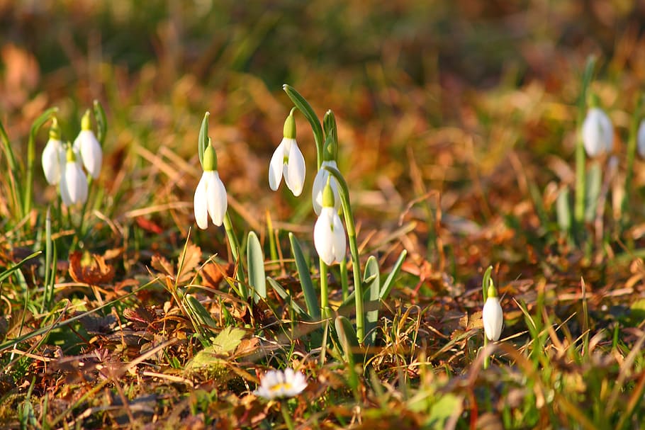 flowers, snowdrops, spring, nature, floral, plant, beauty in nature HD wallpaper