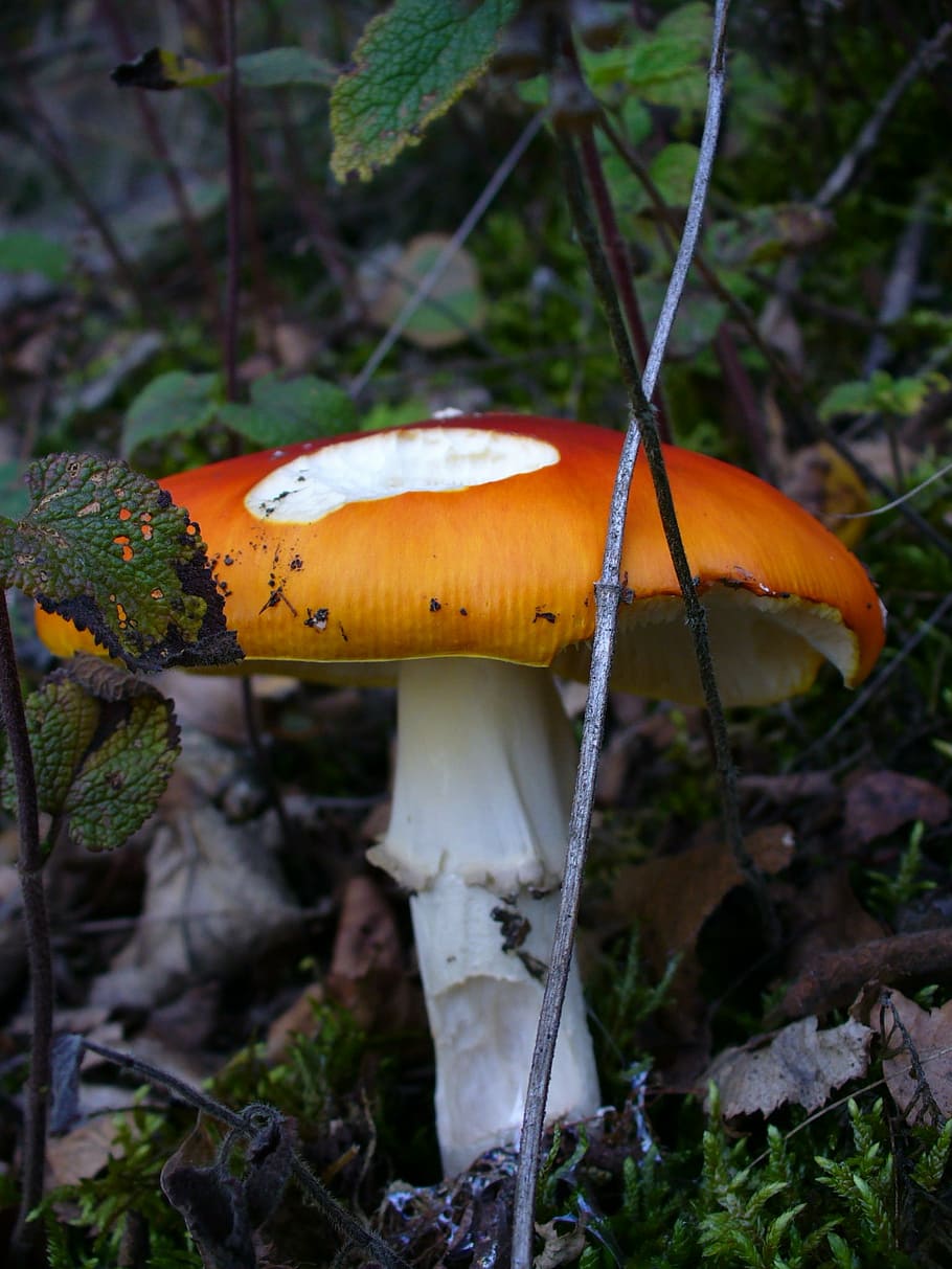 fly agaric, toxic, nature, forest, red, point, amanita muscaria HD wallpaper