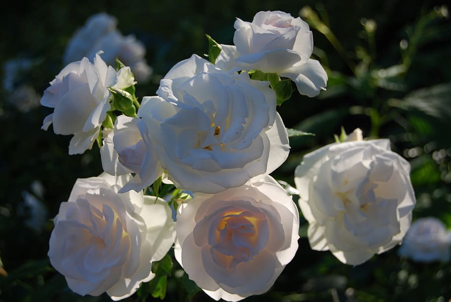 rose, white, light, abendstimmung, twilight, flowering plant HD wallpaper