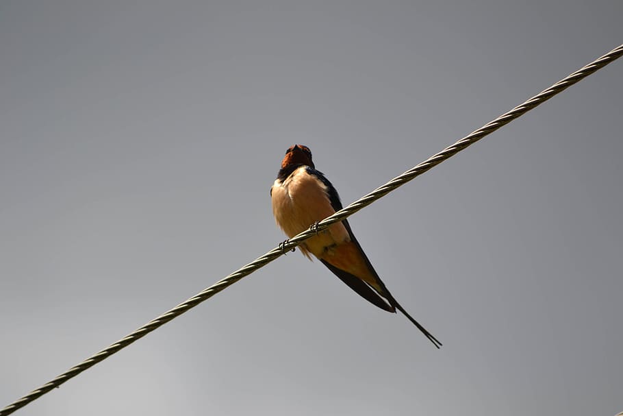 swallow, bird, wires, swallows, fly, sky, low angle view, one animal HD wallpaper