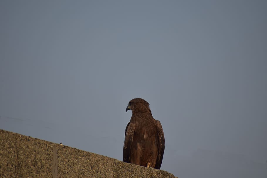 kite, basking, bird, predator, animal themes, vertebrate, one animal HD wallpaper