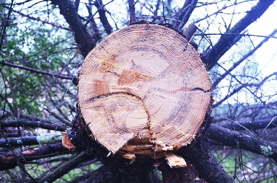 Ring, Time, Concentric Circles, Light, tree roots, age, records HD wallpaper