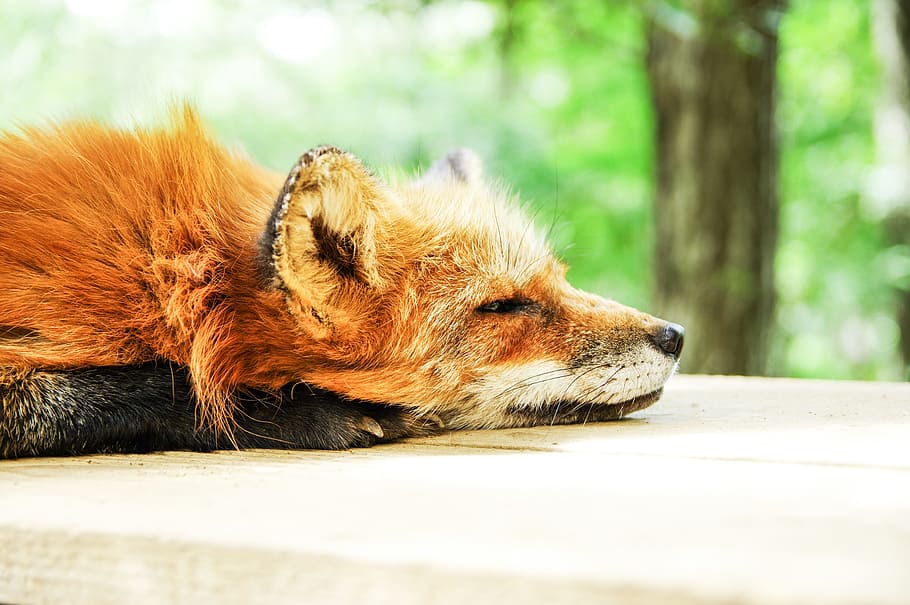 tan box lying on wood board panel during daytime close-up phoot HD wallpaper
