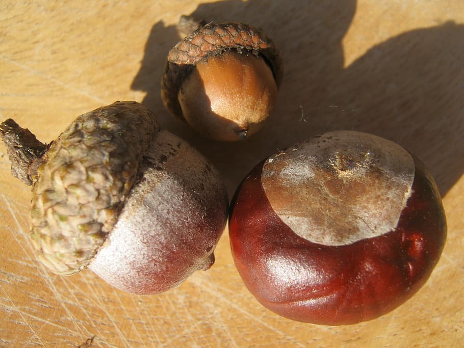 Chestnut, Acorns, Brown, Shiny, Autumn, decoration, no people HD wallpaper