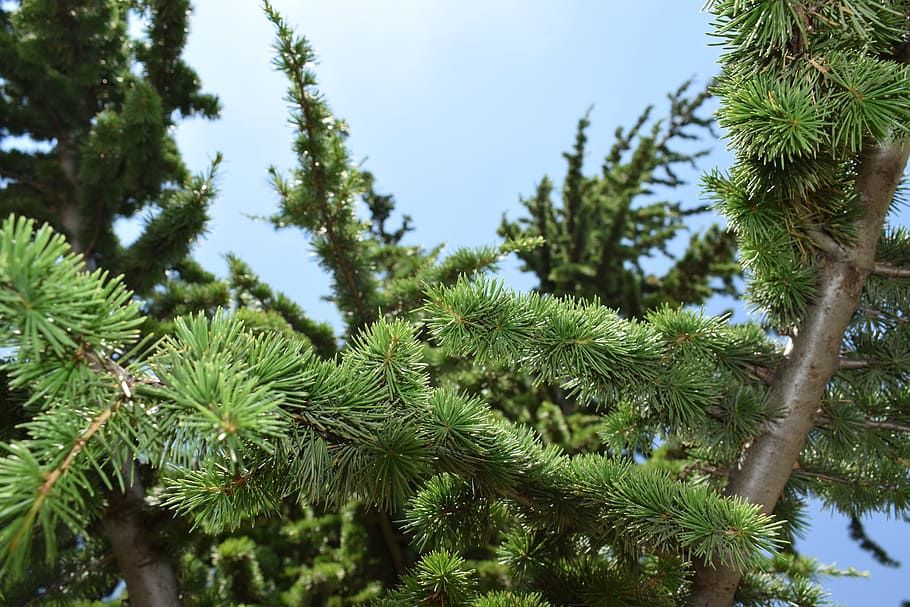 tree, green, nature, summer, forest, natural, plant, growth HD wallpaper