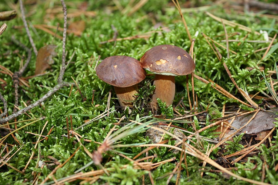 forest, trees, nature, mushroom, fungus, vegetable, plant, land HD wallpaper