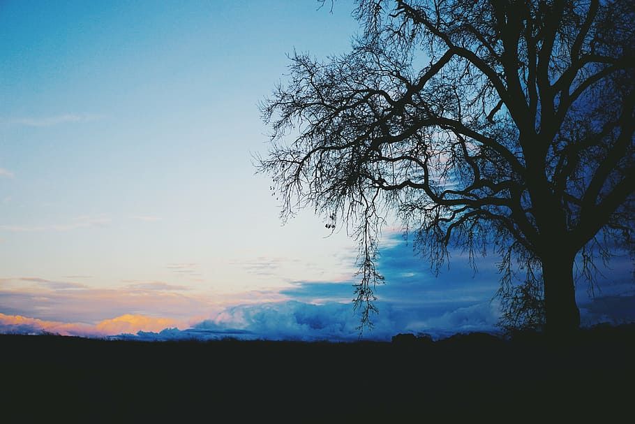 black leafless tree under blue sky, shadow, horizon, clouds HD wallpaper