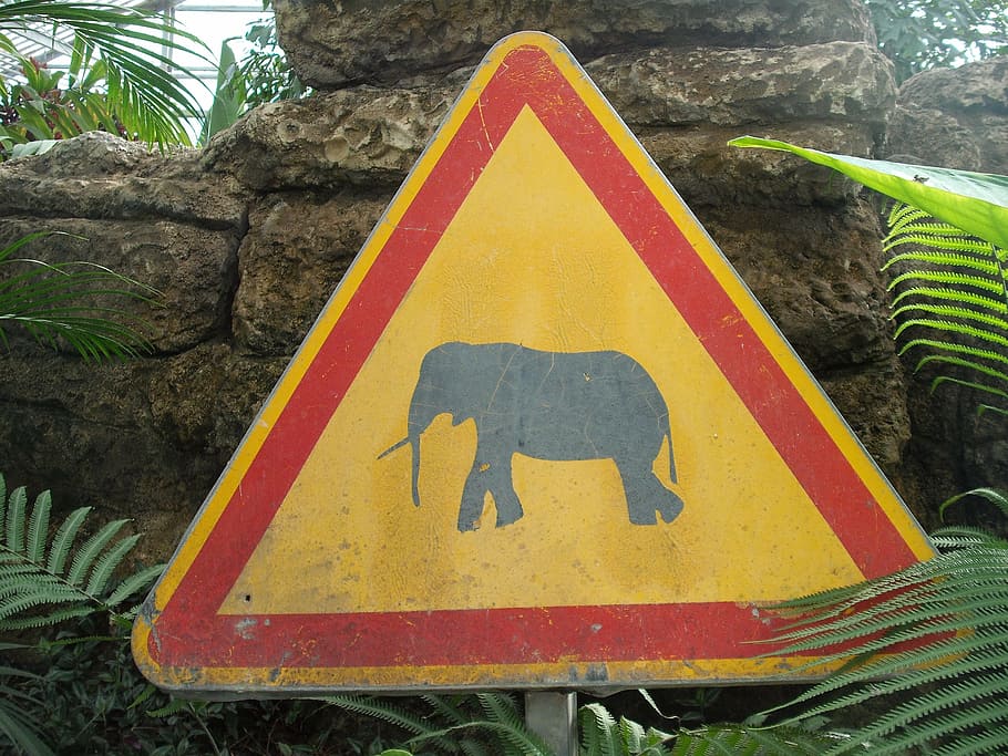 sign, danger, animals, representation, communication, yellow HD wallpaper