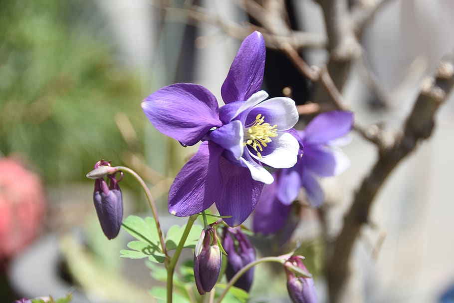 wildflower, behold, spring, flowering plant, fragility, vulnerability HD wallpaper