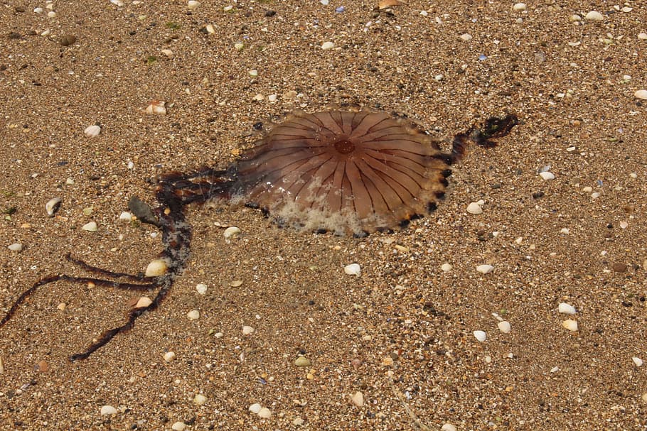 jelly fish, beach, summer, ocean, water, nature, animal, danger HD wallpaper
