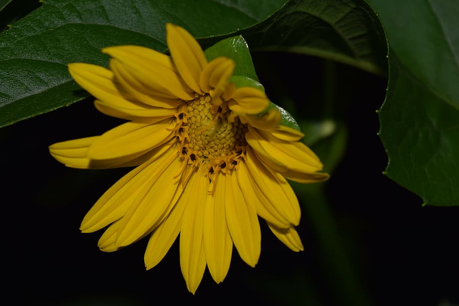 HD wallpaper: sun flower, night photograph, yellow, close, nature ...