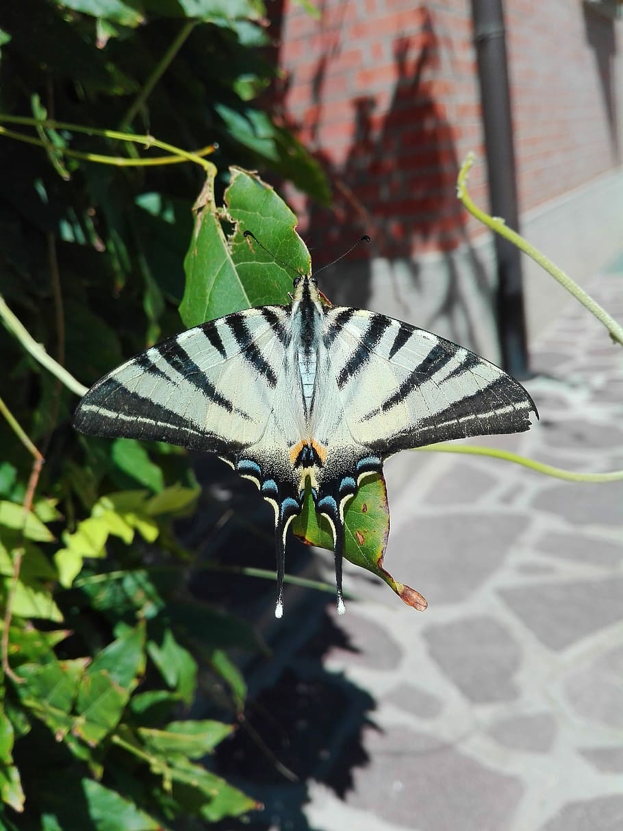 Butterfly, Ali, Moth, summer, papilionidae, zebra, fauna, nature HD wallpaper