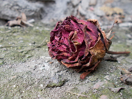 brown and red flower, Withered, Wildflower, Ugly, Floral, rose HD wallpaper