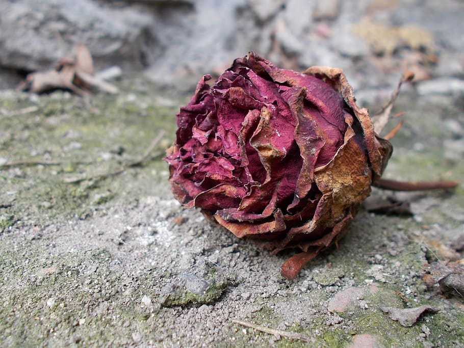brown and red flower, Withered, Wildflower, Ugly, Floral, rose, HD wallpaper