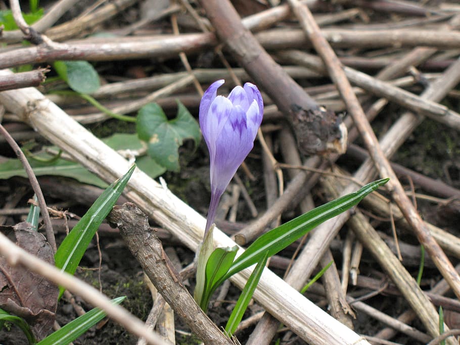 crocus, nature, spring, flora, garden, flower, purple, green HD wallpaper
