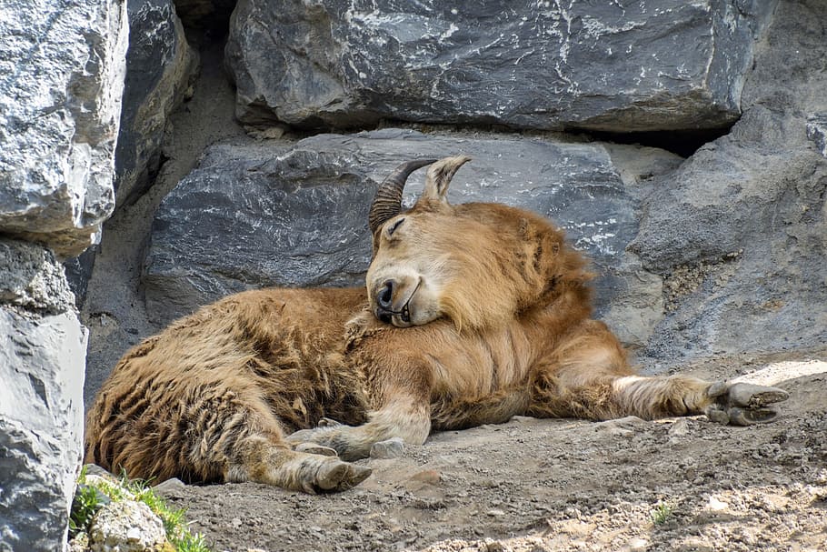 ram, sleep, rock, sheep, lying, animal themes, mammal, solid HD wallpaper