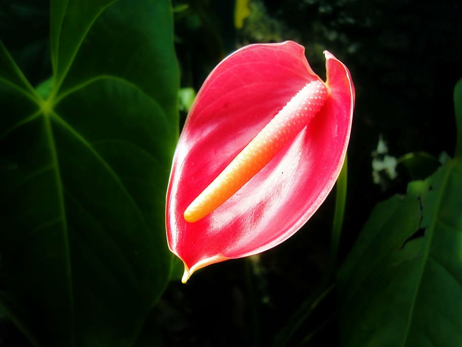 thorium flower, tropical flower, sri lanka, mawanella, ceylon