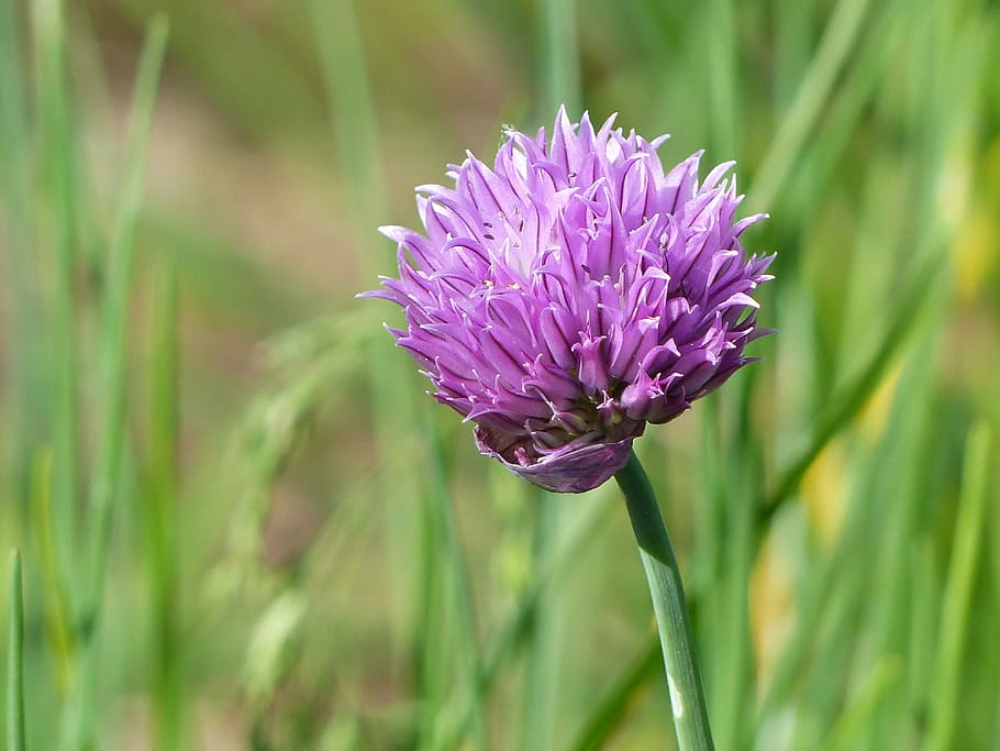 Chives, Flower, Grass, Colors, summer, purple, nature, growth HD wallpaper