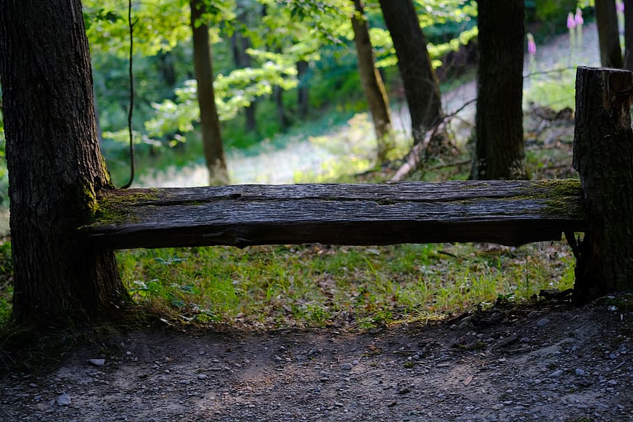 Bank, Forest, Nature, Resting Place, bench, silent, rest area bank, HD wallpaper