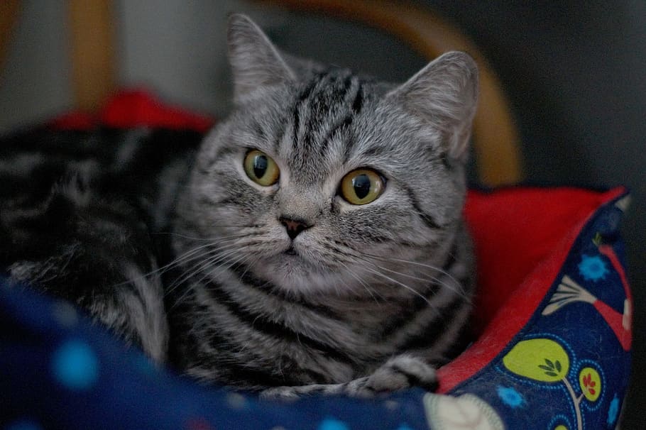 Cat, Pet, Snout, Grey, View, Eyes, grey cat, cat looking, domestic cat HD wallpaper