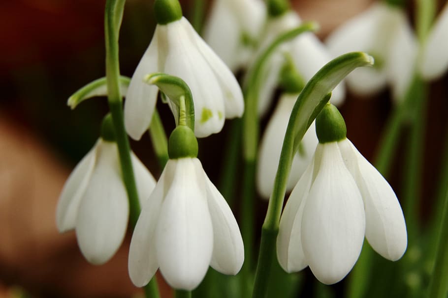 snowdrop, flowers, spring, white, nature, close, plant, early bloomer HD wallpaper