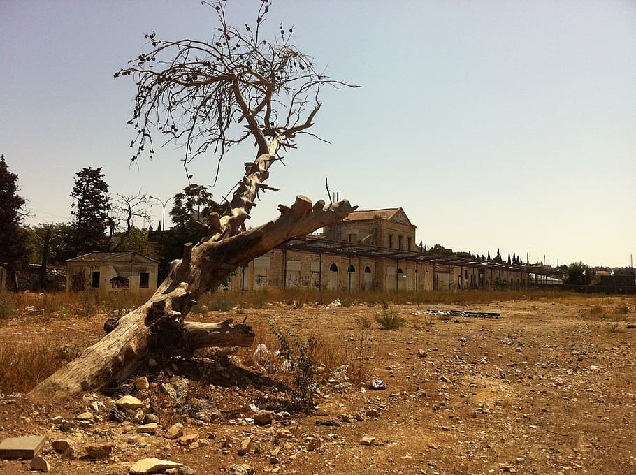 Tree, Leaves, Nature, Old, trees, old tree, jerusalem, abandoned HD wallpaper