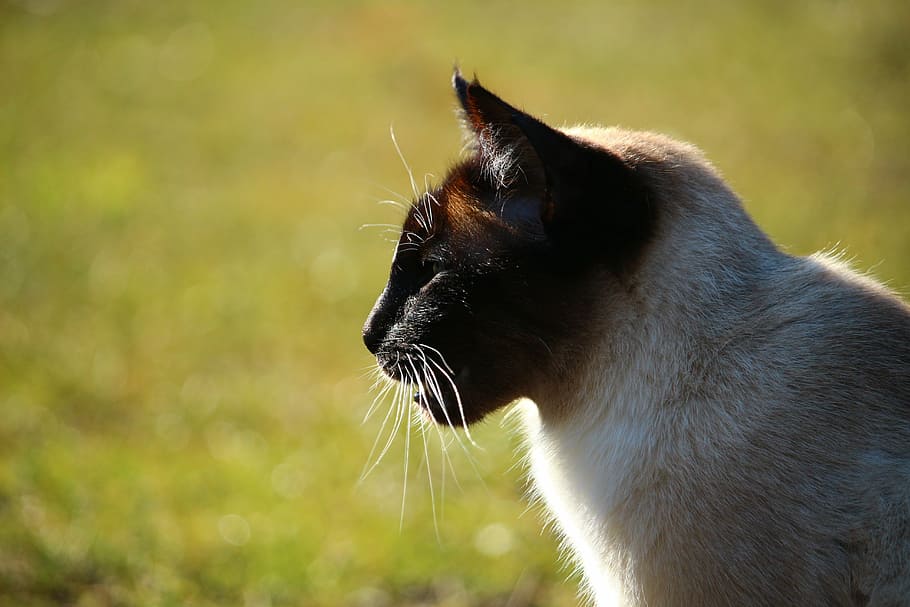 cat, siamese cat, breed cat, mieze, cat portrait, moustache HD wallpaper