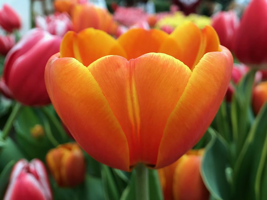 orange, flower, garden, flowering plant, freshness, beauty in nature HD wallpaper
