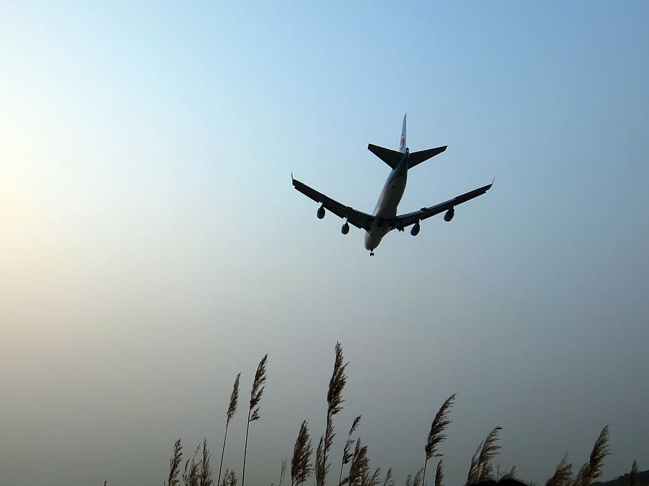 plane, sky, backlight, backlight photo, back-plane, reeds, flying HD wallpaper