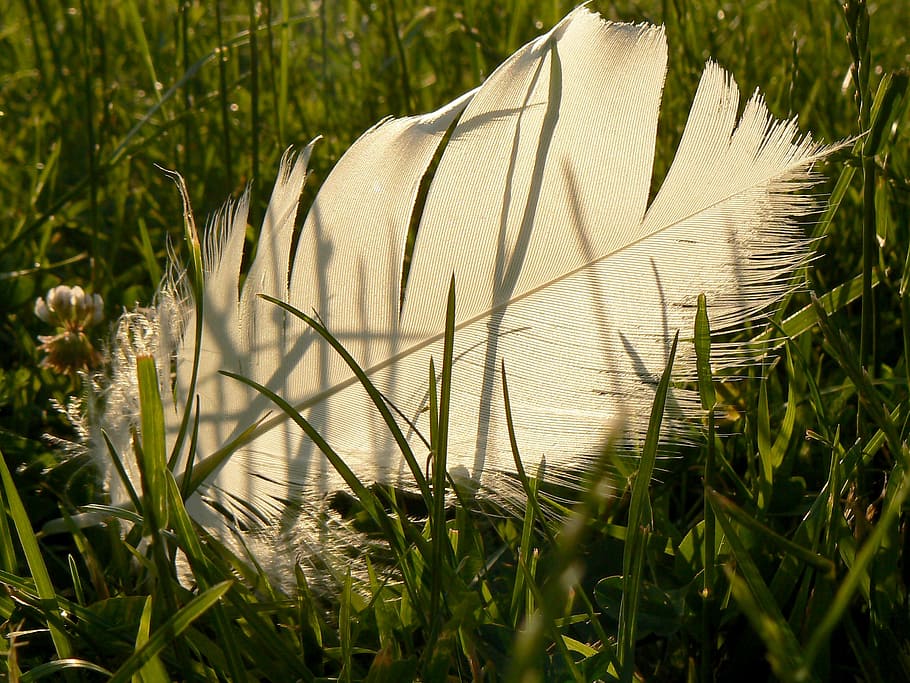 white, feathers, fallen, grasses, greenery, green background HD wallpaper