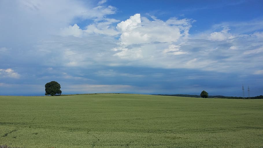 field, tree, clouds, sky, landscape, blue, nature, cloud - sky HD wallpaper