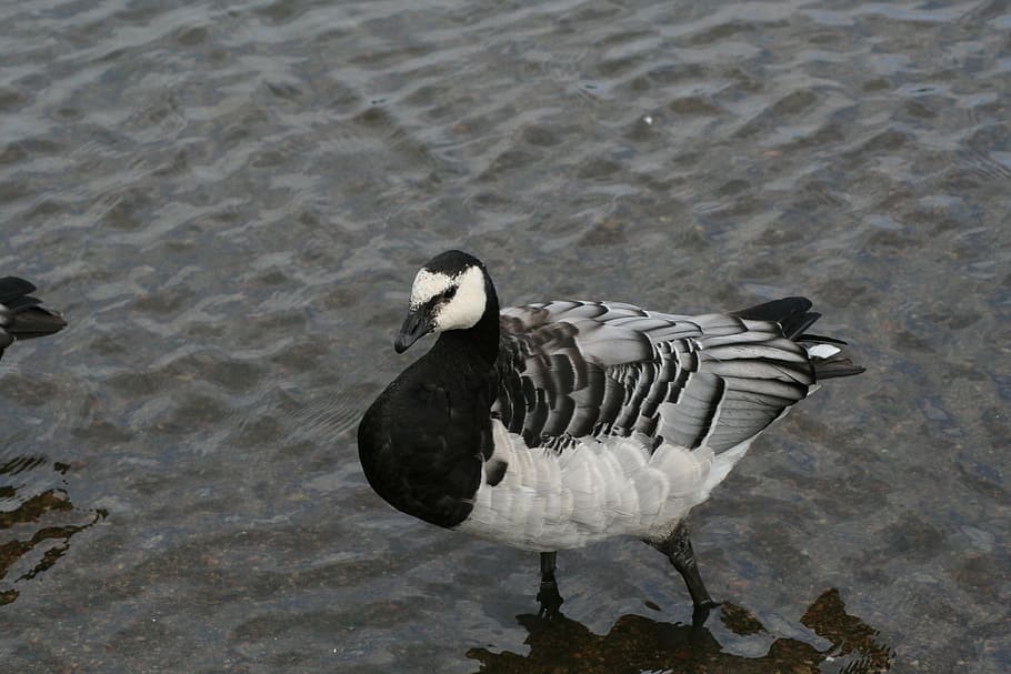 Branta, Leucopsis, Animal, Barnacle Goose, animal barnacle goose, HD wallpaper