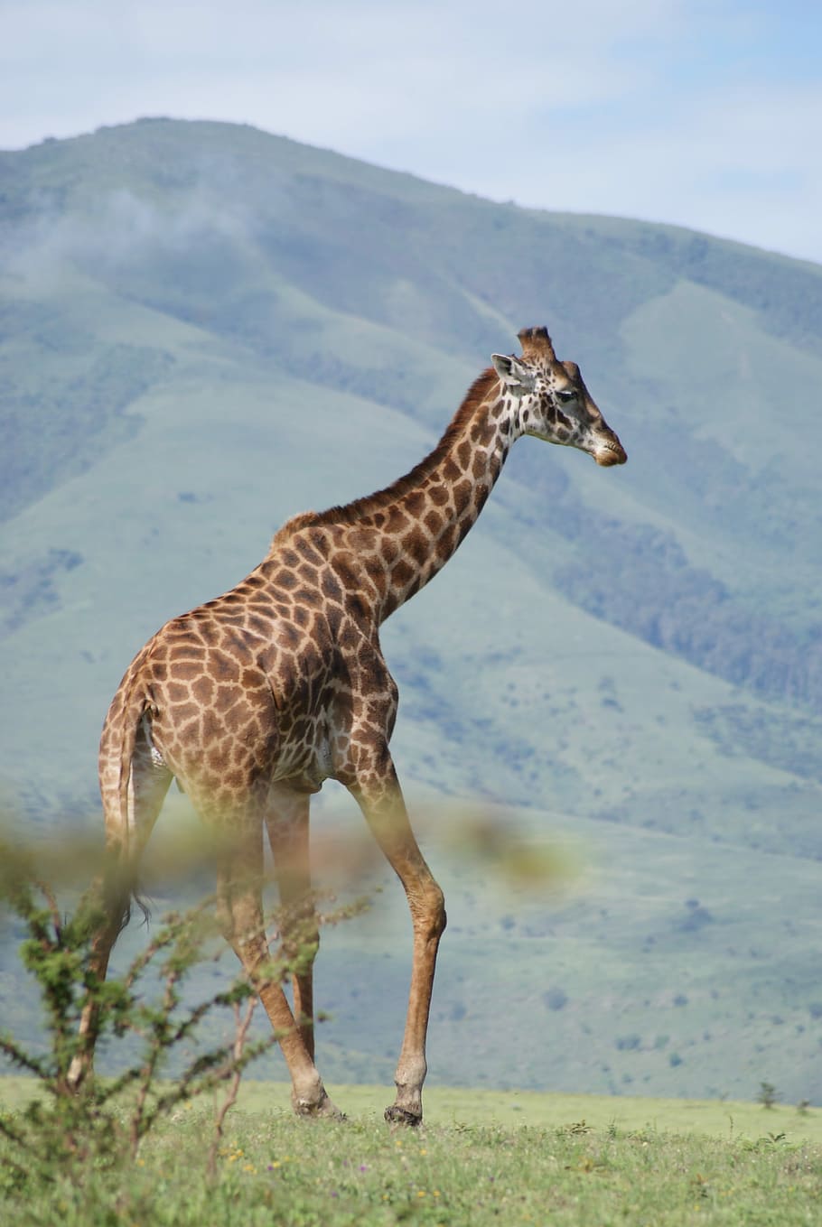 Giraffe, Africa, Animals, animal wildlife, one animal, animals in the wild HD wallpaper