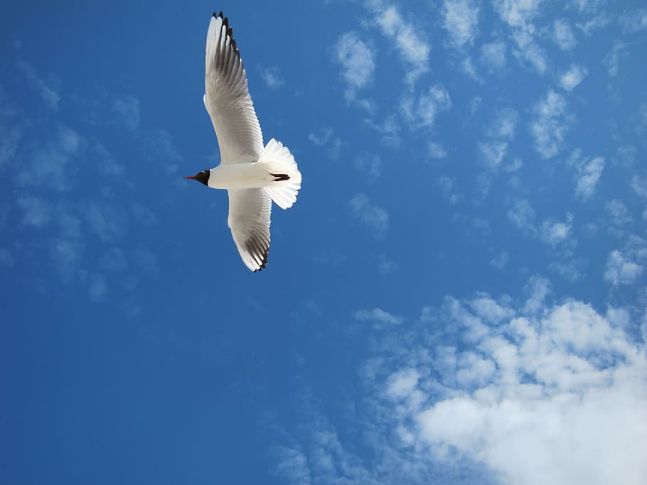 Seagull, Baltic Sea, Sky, one animal, flying, mid-air, blue HD wallpaper
